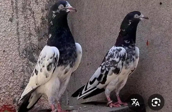 کبوتر|پرنده|خرمدره, |دیوار