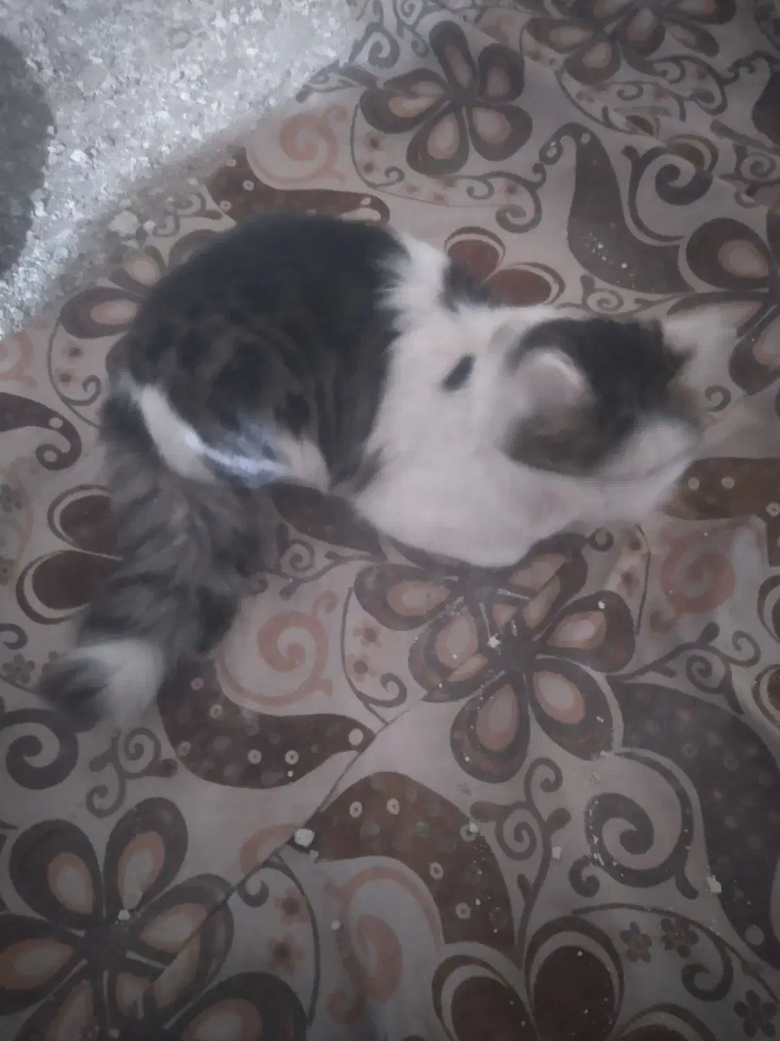 گربه دورگه پرشین|گربه|اردبیل, |دیوار