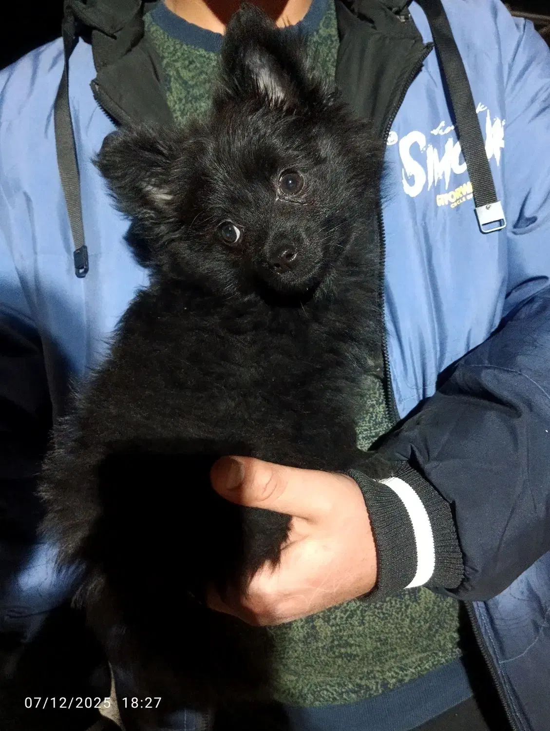 سگ پامرانین مشکی و سگ ژرمن بلک اصیل|سگ|اصفهان, آبشار|دیوار