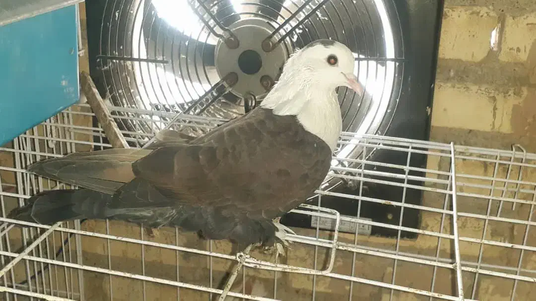 کبوتر|پرنده|باوی, |دیوار