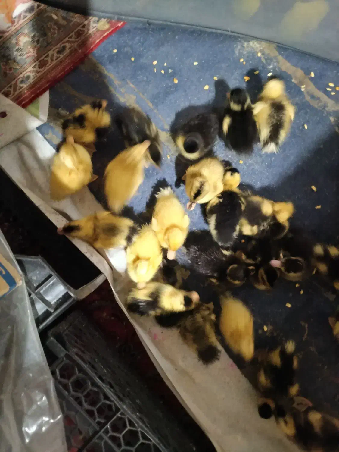 جوجه|حیوانات مزرعه|معمولان, |دیوار