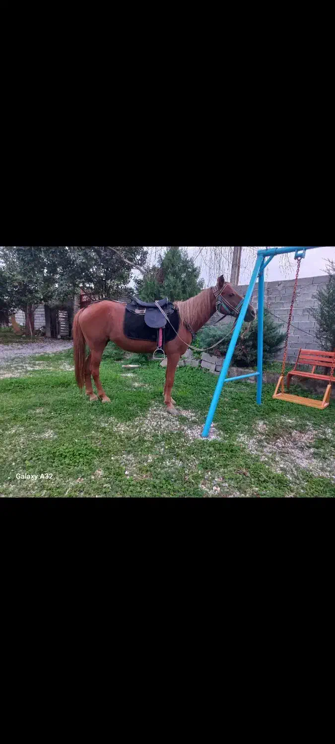 ۲ راس اسب یک مادیان ترکمن یک نریان هلشتاین|اسب و تجهیزات اسبسواری|ساری, |دیوار