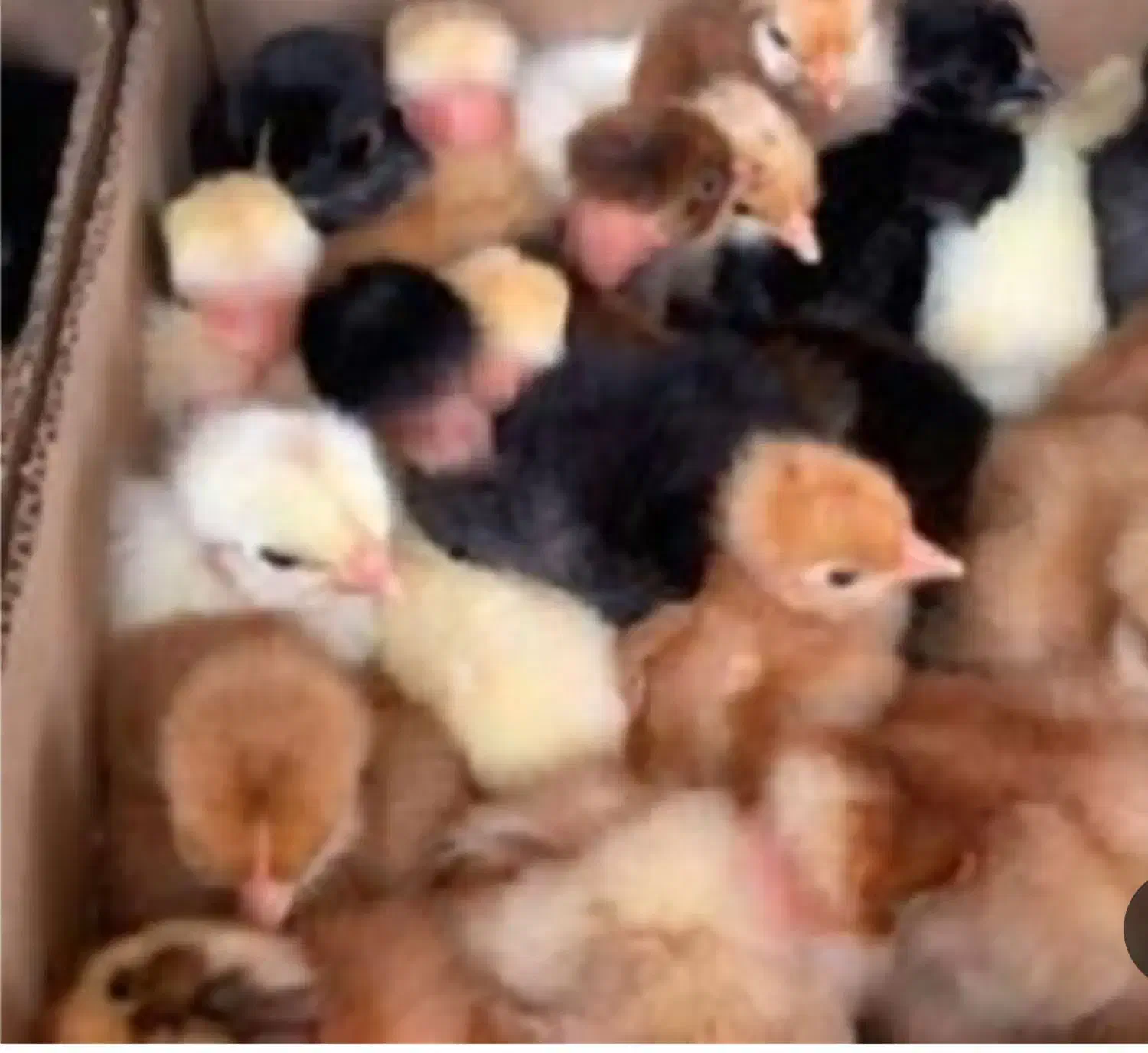 جوجه گردن ریت وکاکلی و محلی اصل اصل|حیوانات مزرعه|دهدشت, |دیوار