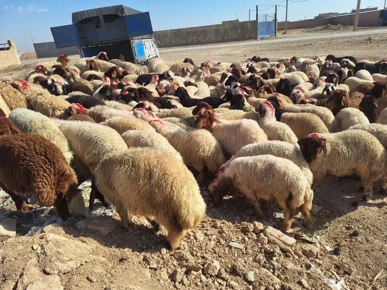 گوسفند بزغاله شیشک بره قوچ غیره فروشی|حیوانات مزرعه|شاهین‌شهر, شهرک هشت بهشت|دیوار