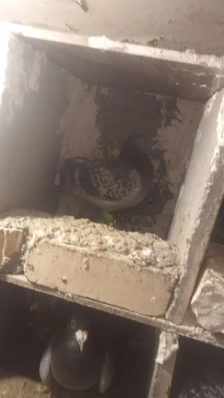 کفتر کبدتر|حیوانات|چناران, |دیوار