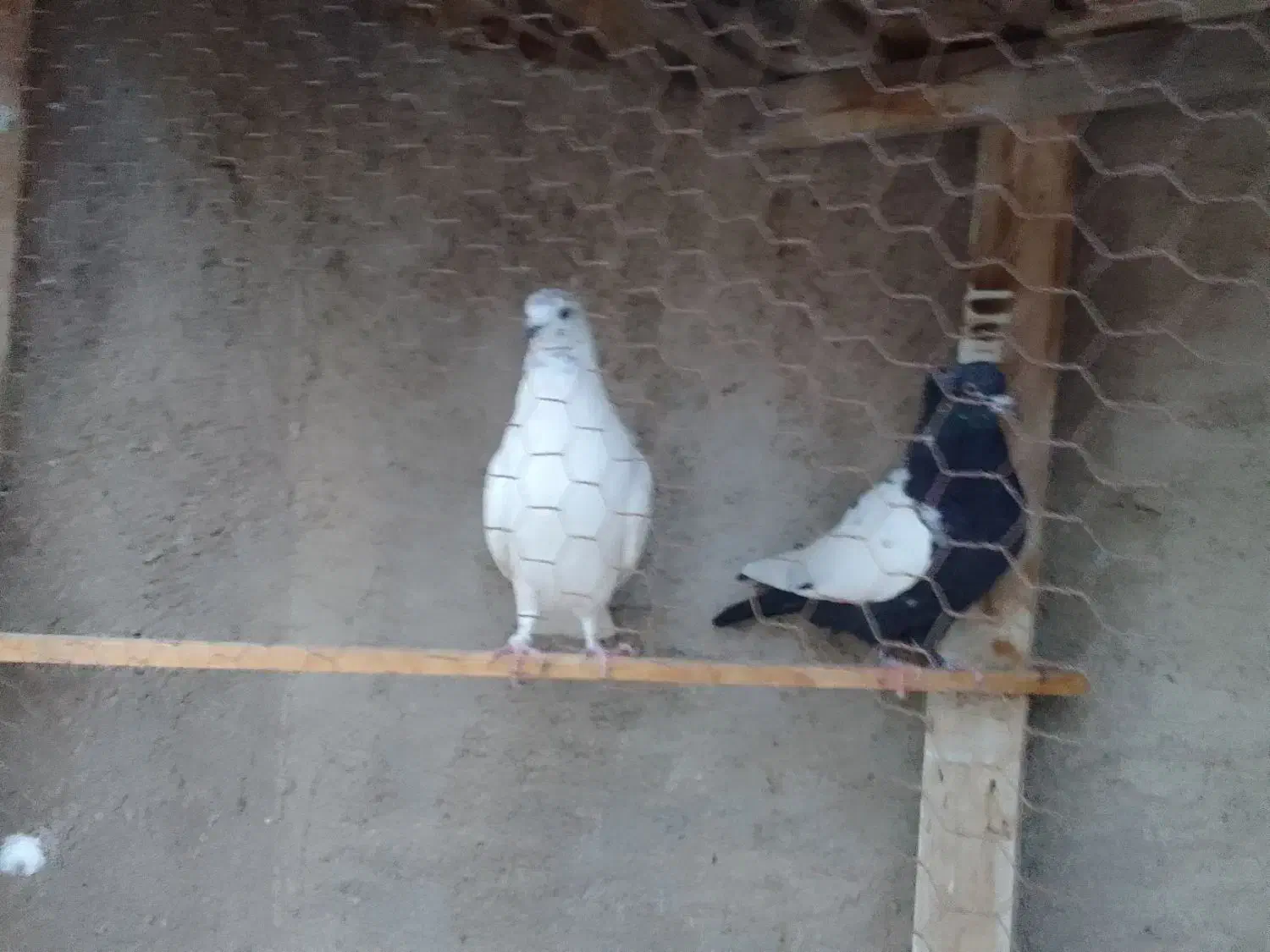 کله سار نر پرشی سینه سیاه ماده|پرنده|قوچان, |دیوار