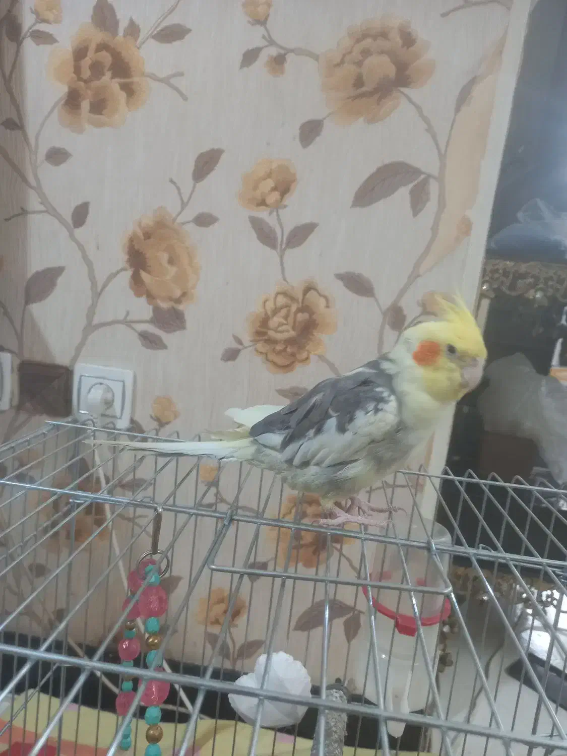 عروس هلندی|پرنده|فردیس, شهرک سپاه|دیوار