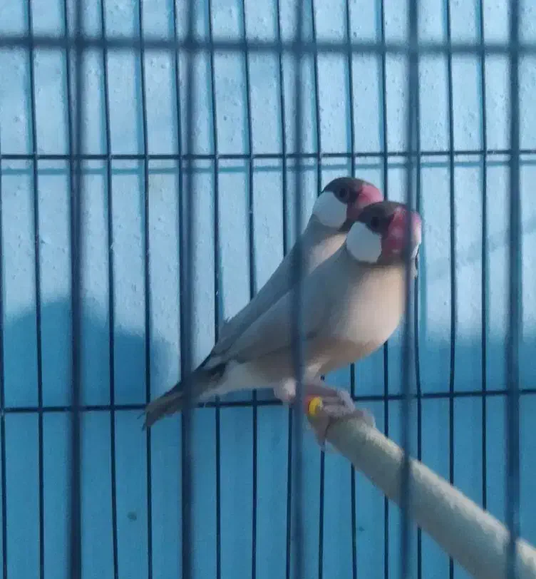 فنچ نرگسی|پرنده|جهرم, |دیوار