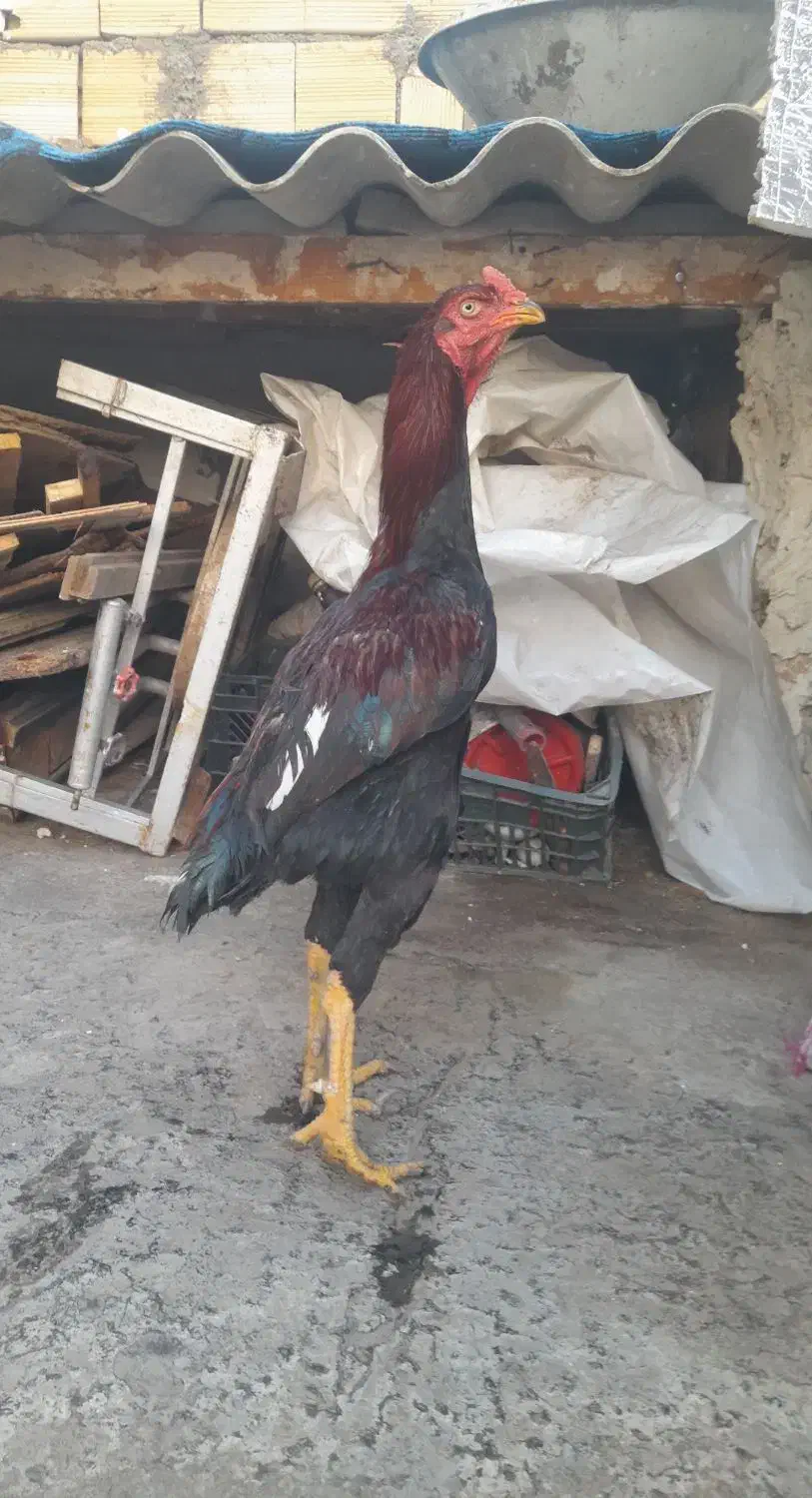 خروس لاری|حیوانات مزرعه|میانه, |دیوار