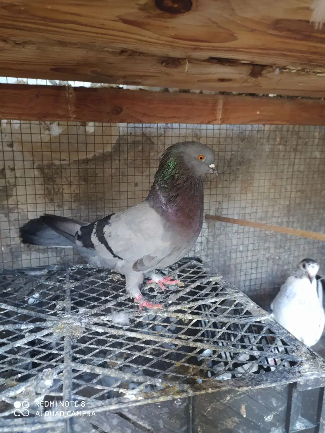 کفتر سبز|پرنده|بندرعباس, |دیوار