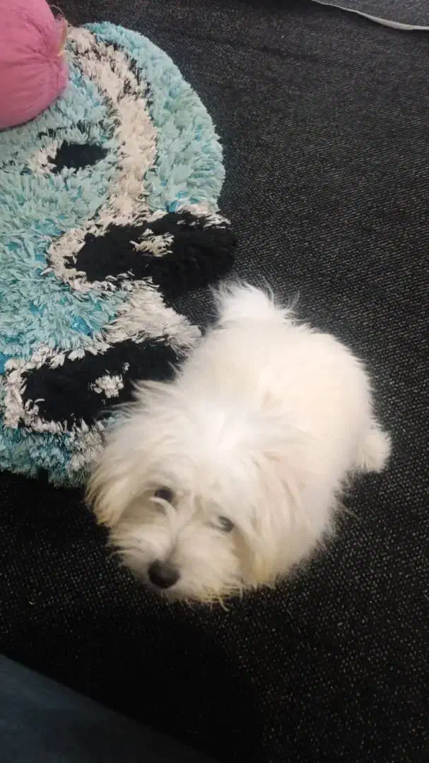 سگ واگذاری|سگ|فسا, |دیوار