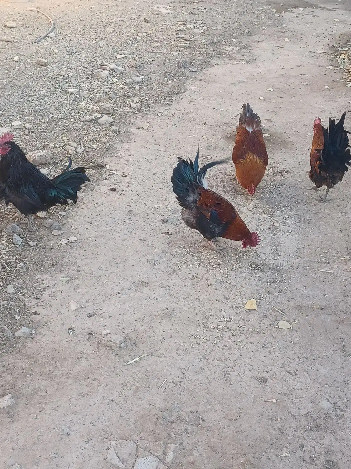 ۴عددخروس دونه ای ۵۰۰|حیوانات مزرعه|داران, |دیوار