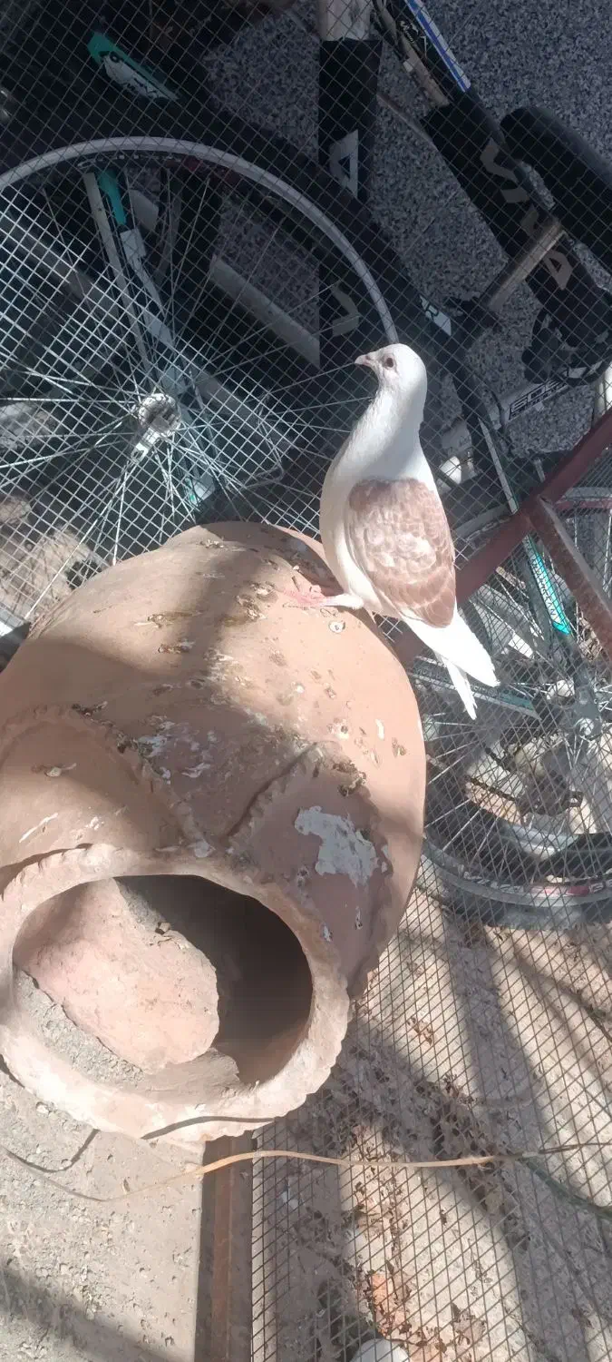 کبوتر|پرنده|نهبندان, |دیوار