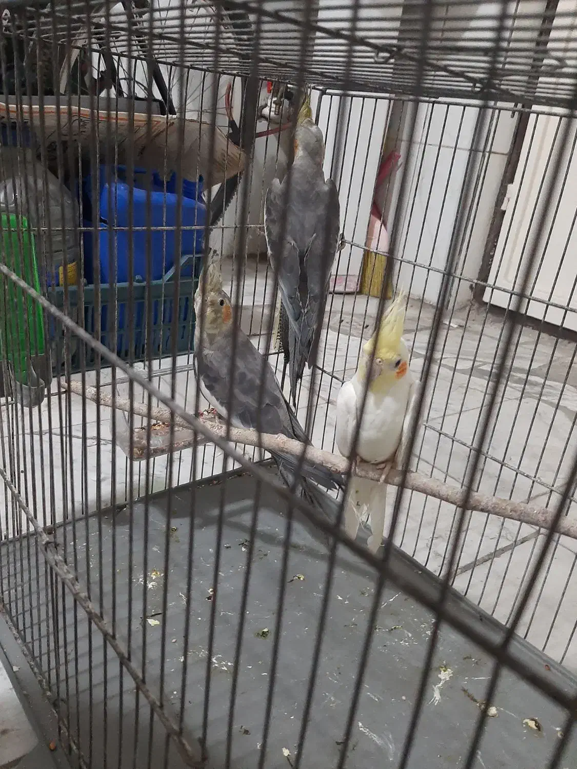 عروس هلندی|پرنده|قدس, شهرقدس|دیوار