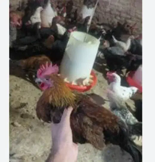 جوجه خروس محلی|حیوانات مزرعه|ششده و قره بلاغ, |دیوار