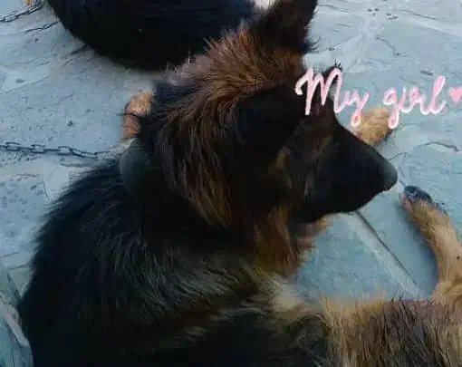 سگ ژرمن|سگ|قزوین, |دیوار