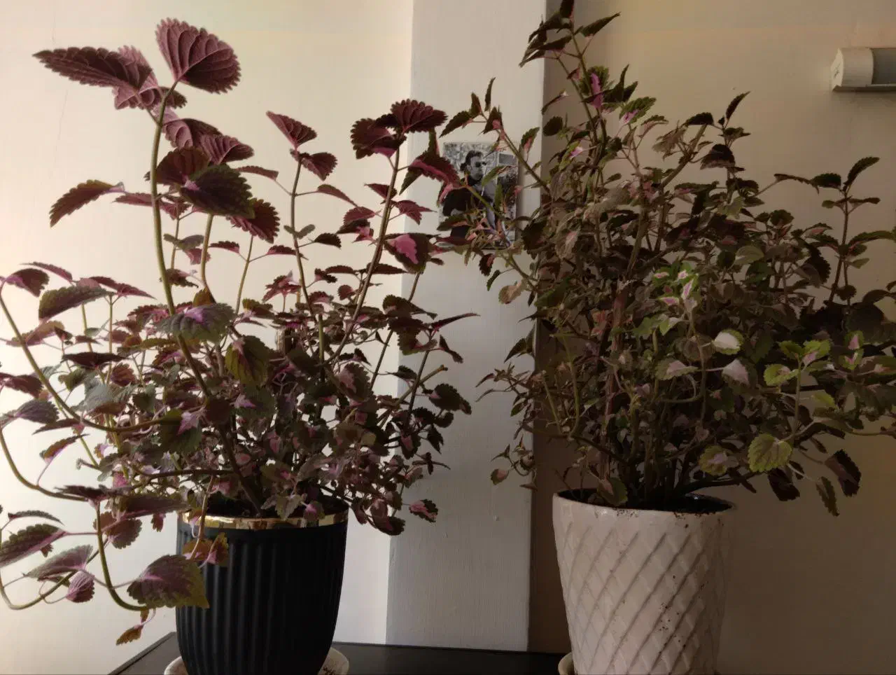 گل حسن یوسف|گل و گیاه طبیعی|گلبهار, شهر جدید گلبهار|دیوار