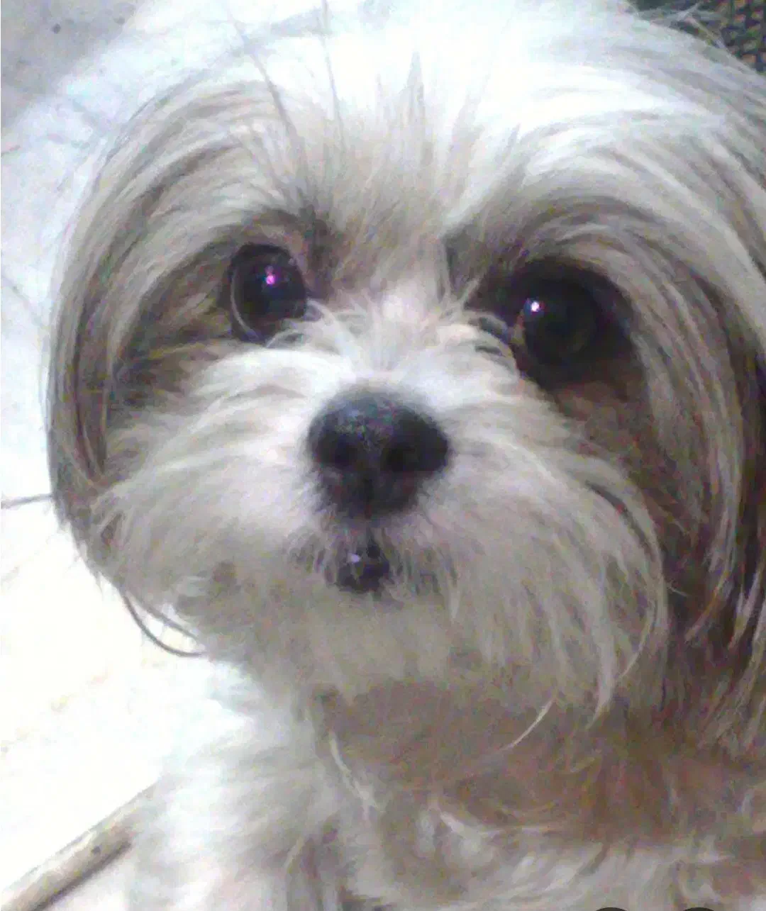 واگذاری حیوان|سگ|پاکدشت, پاکدشت (مامازند)|دیوار