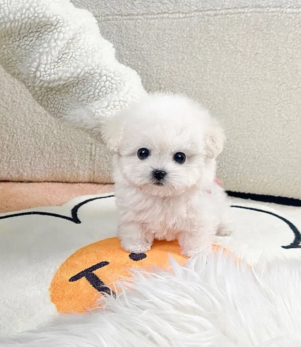 سگ باهوش|سگ|اردبیل, |دیوار