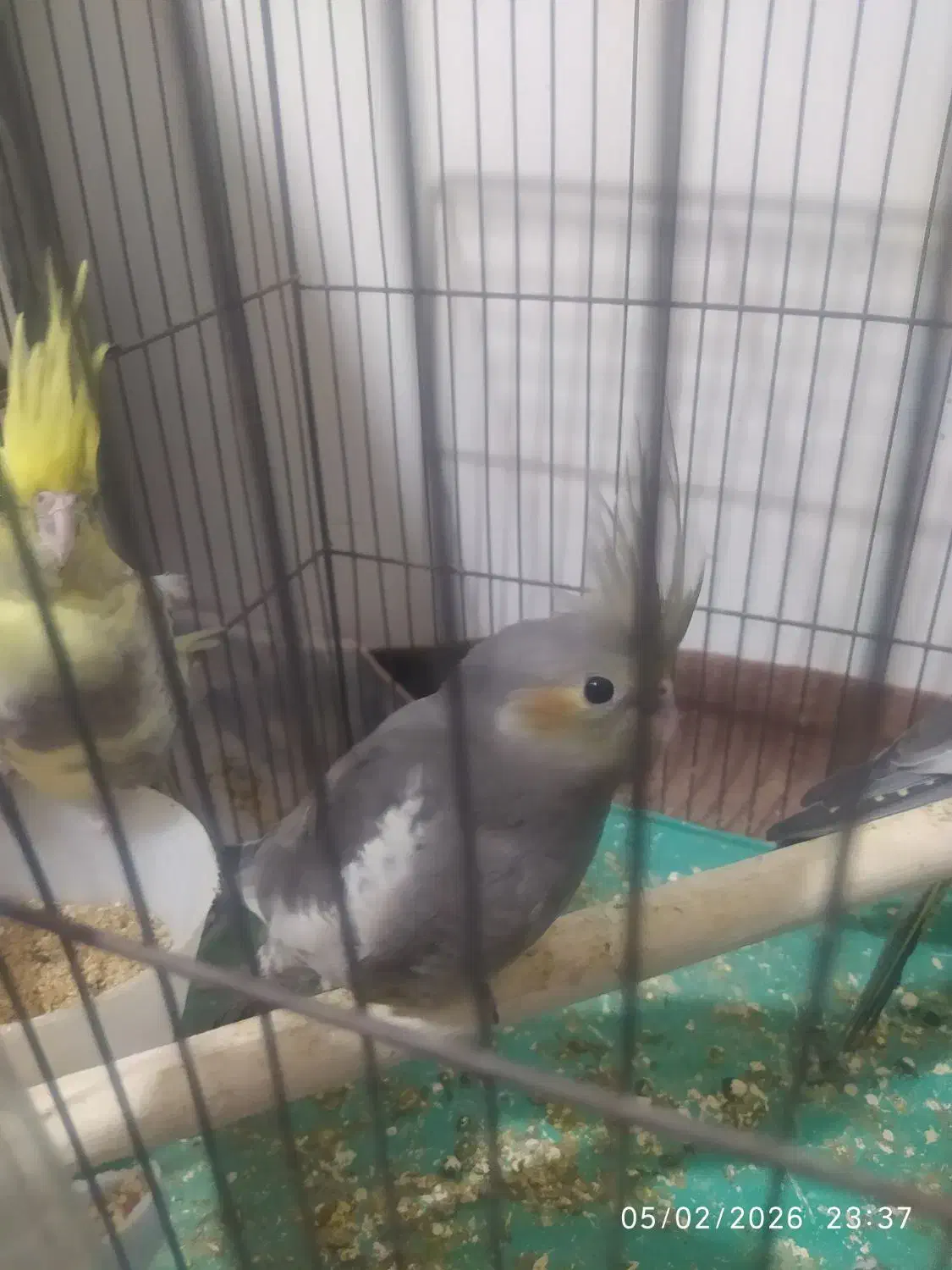 جوجه عروس هلندی|پرنده|قم, زند آباد|دیوار