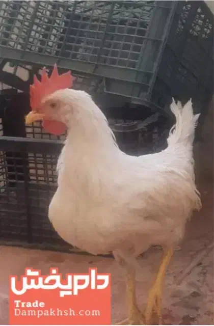 یک عدد خروس سفید سالم ۷ماهه|حیوانات مزرعه|هرند, |دیوار