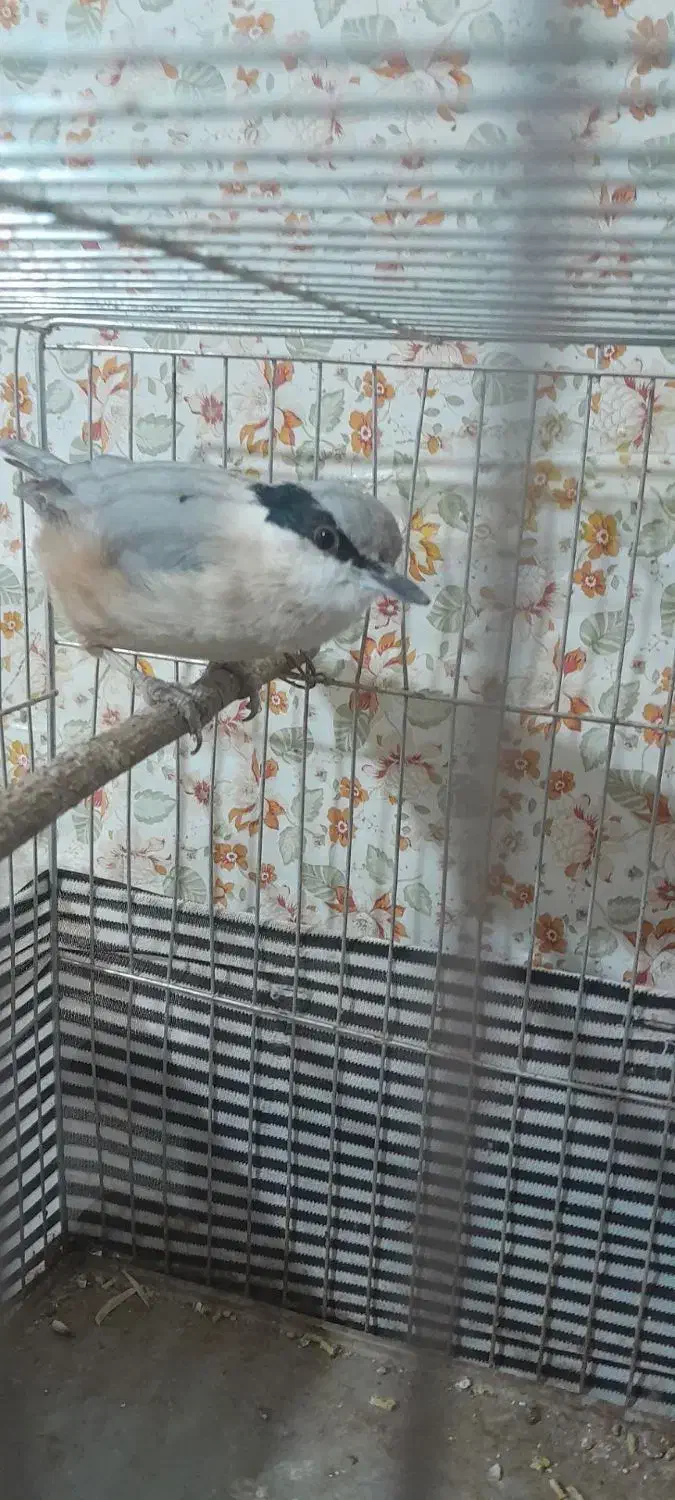 فروش کمر کوهی|پرنده|کوهدشت, |دیوار