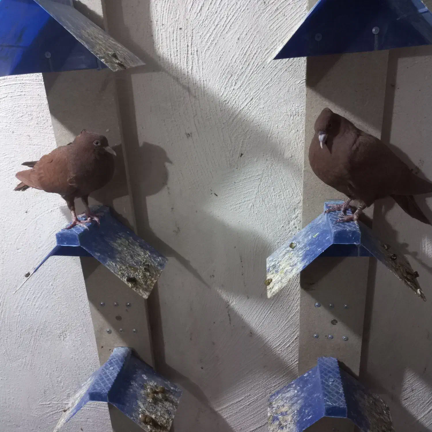 کبوتر سرخ کاکل پاصاف|پرنده|بهبهان, |دیوار