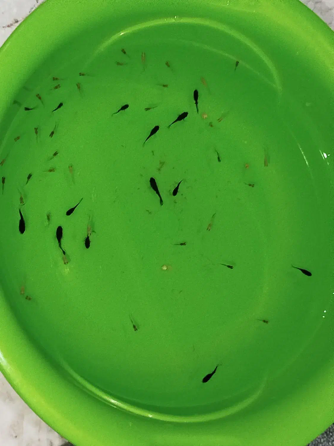 بچه گوپی  نژاد کبرای باله بلند|ماهی|تهران, شمس‌آباد|دیوار