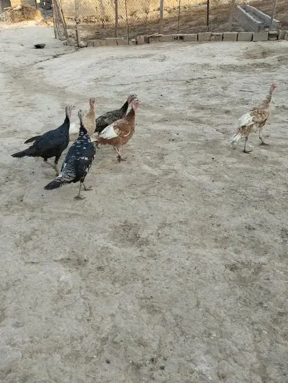 باسلام شش عدد بوقلمون به فروش میرسند|حیوانات مزرعه|آبدانان, |دیوار