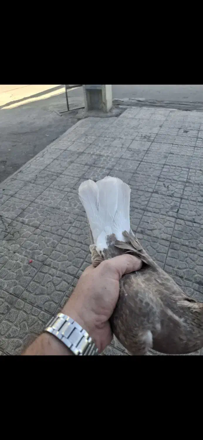 کبوتر دم سفید|پرنده|گرمدره, |دیوار