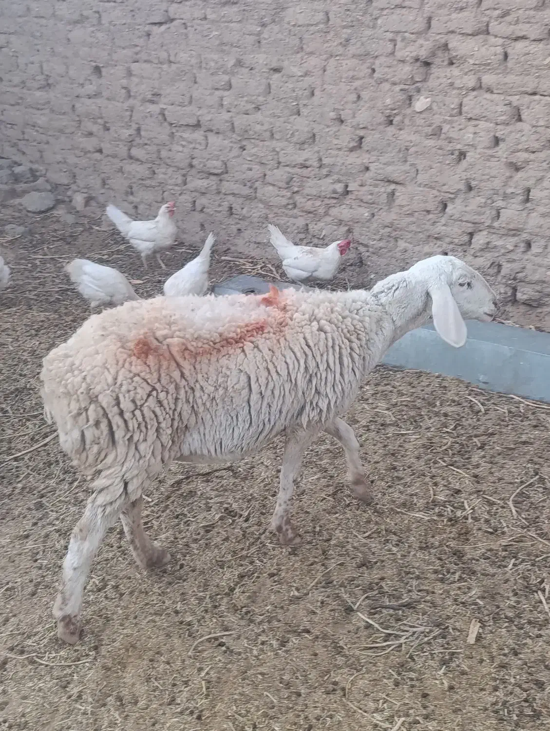 میش دوقلوزا|حیوانات مزرعه|گزیک, |دیوار