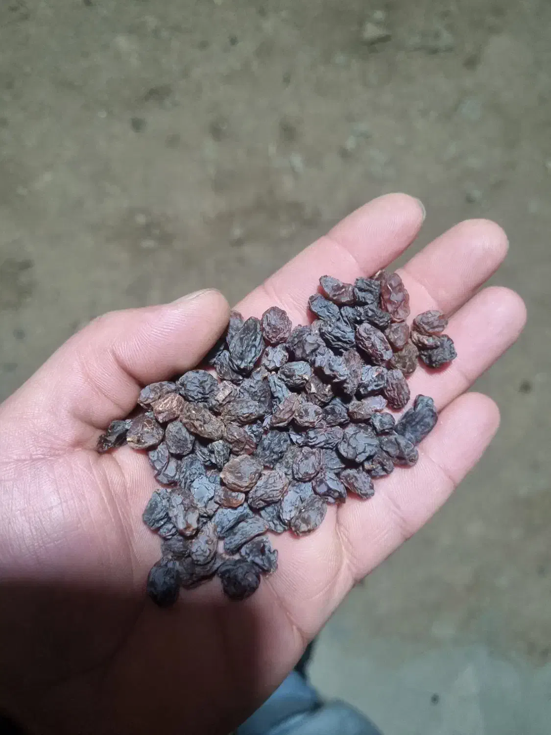 کشمش مخصوص ابگیری|خوردنی و آشامیدنی|لاهیجان, قیام|دیوار