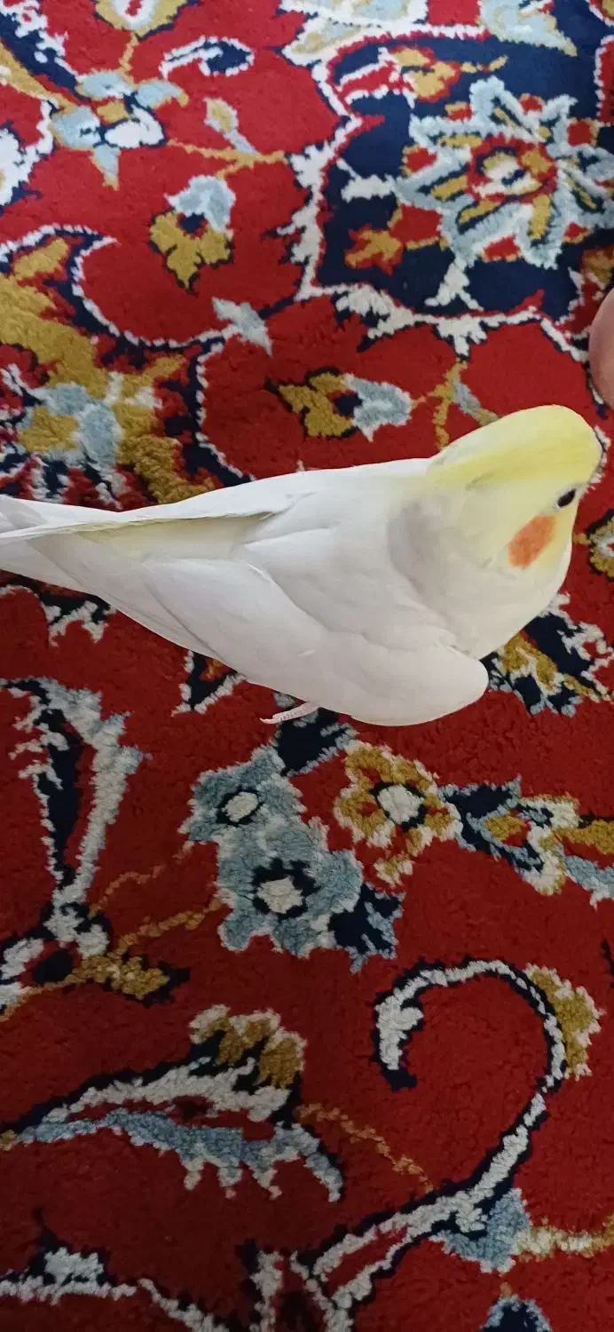 عروس هلندی دستی نر|پرنده|کازرون, |دیوار