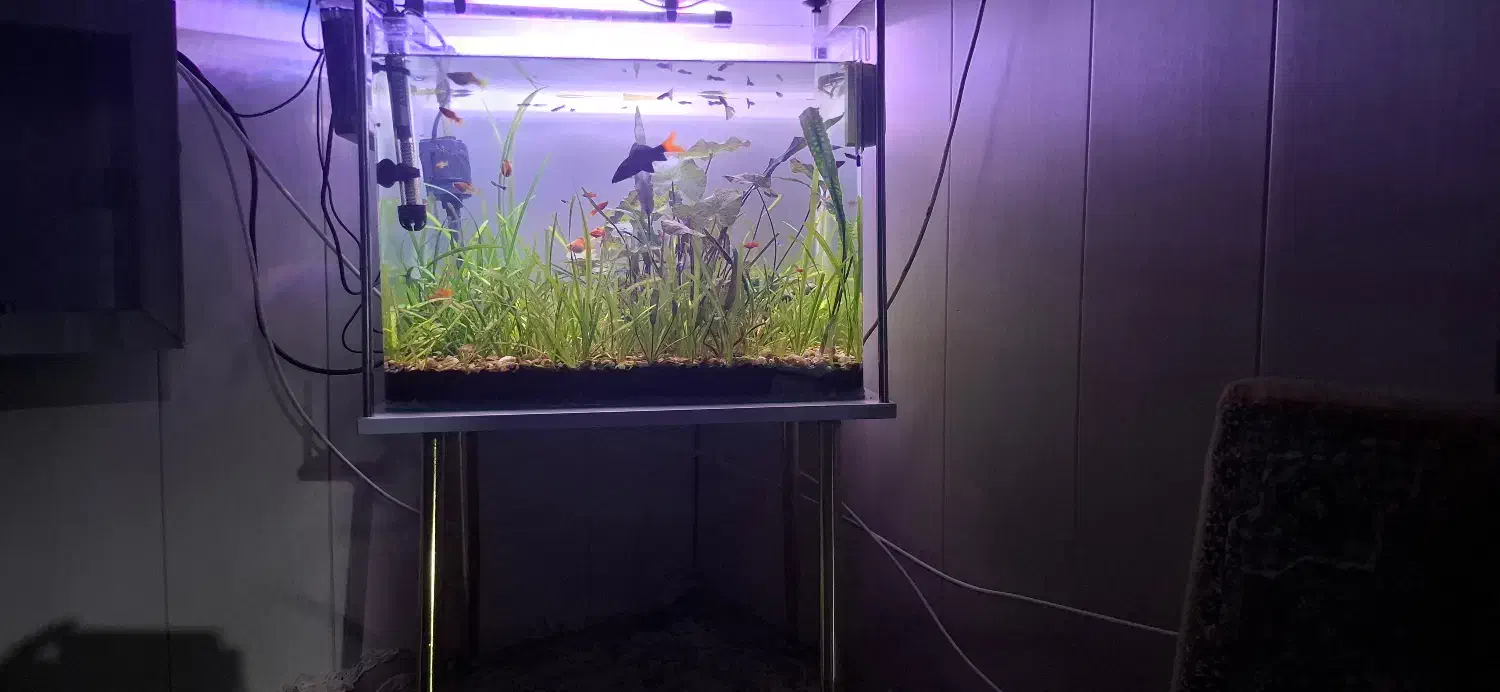 آکواریوم|ماهی|پیرانشهر, |دیوار