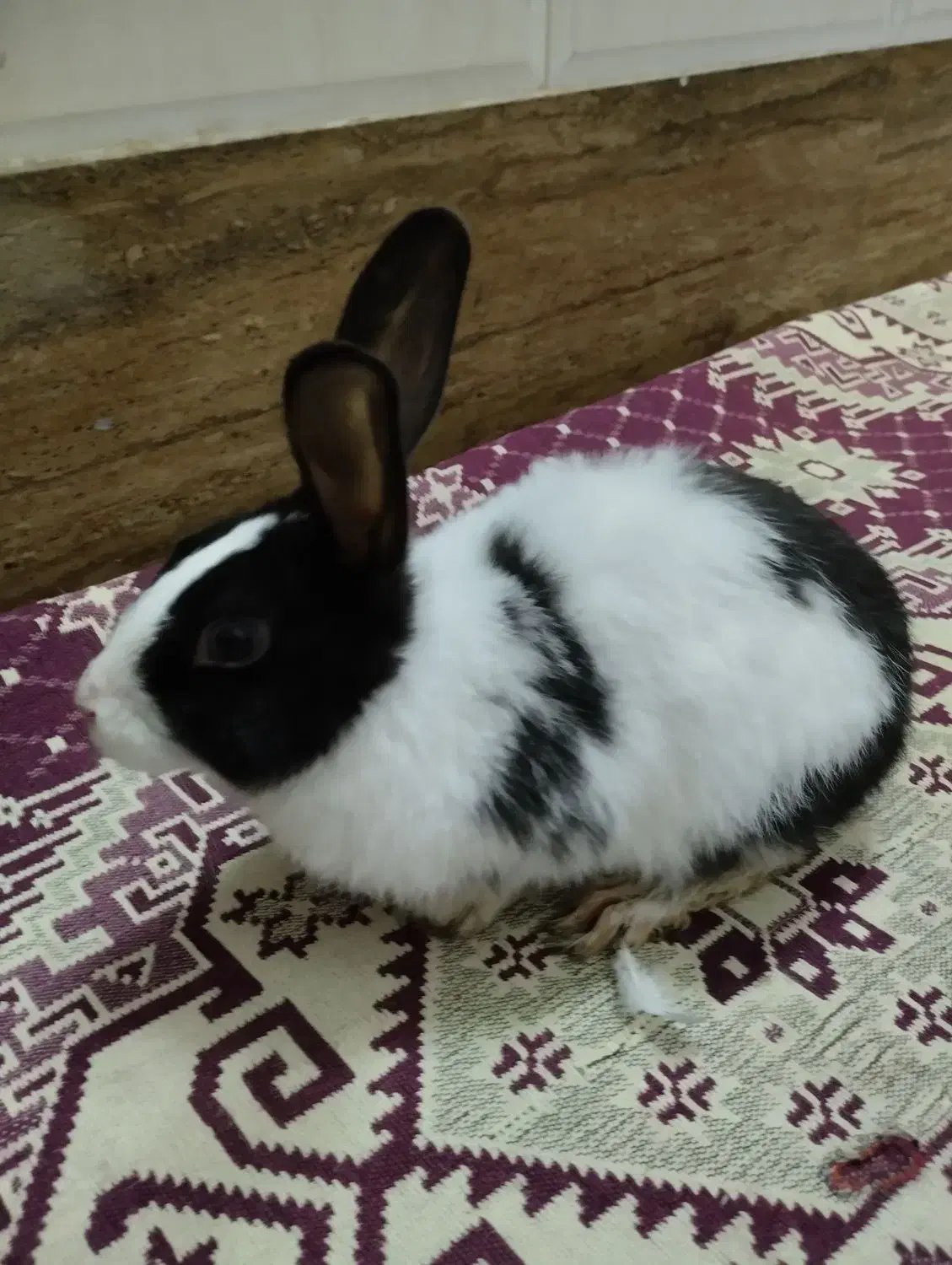 خرگوش بامزه|موش و خرگوش|قم, اسمعیل آباد|دیوار