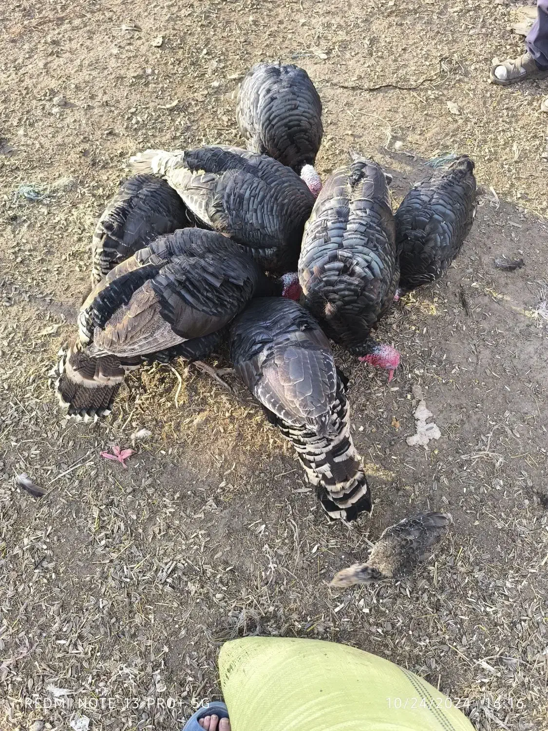 بوقلمون 2ساله|حیوانات مزرعه|مرند, |دیوار