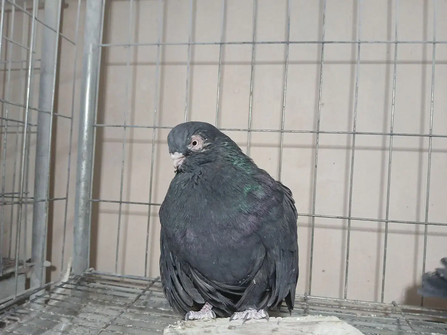 کبوتر نوک قنار سیاه|پرنده|پیر بکران, |دیوار