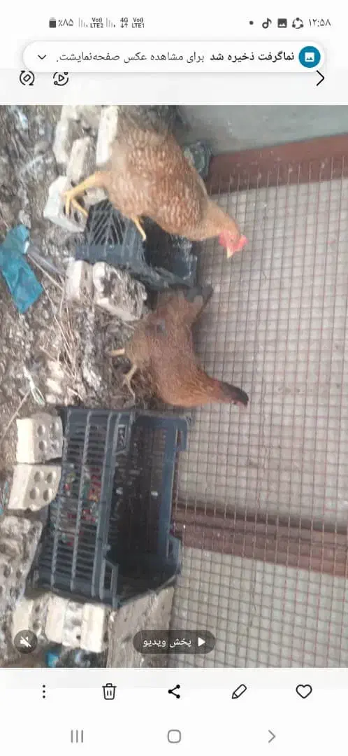 مرغ|حیوانات مزرعه|سوسنگرد, |دیوار