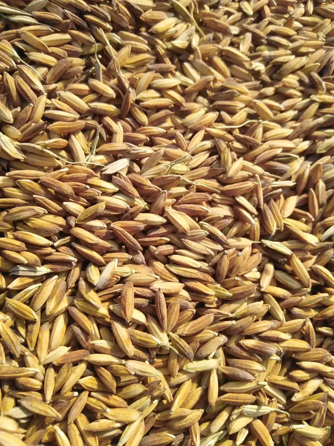 برنج اصل|خوردنی و آشامیدنی|کرمان, |دیوار