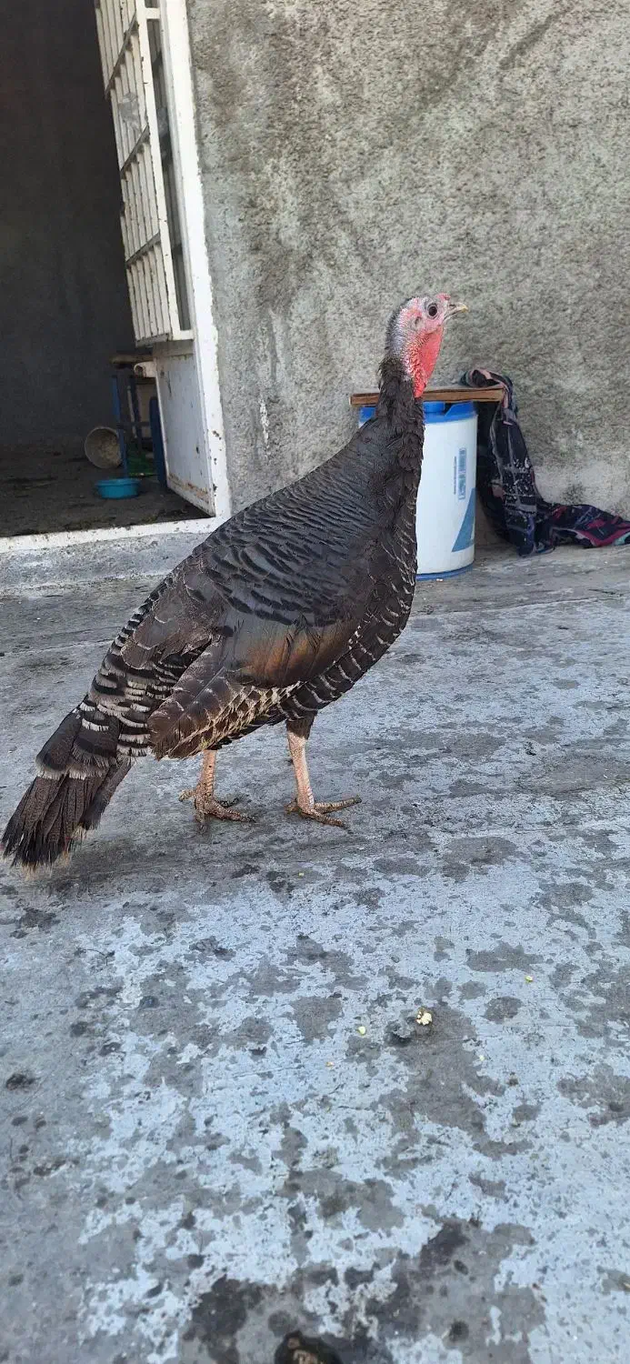 بوقلمون محلی تخم گذار|حیوانات مزرعه|گلستان (تهران), |دیوار