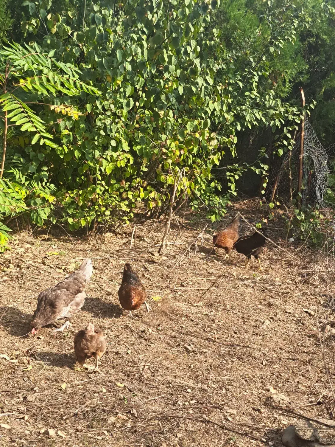 ۴ عدد مرغ تخم گذار یک خروس|حیوانات مزرعه|مرزنآباد, |دیوار