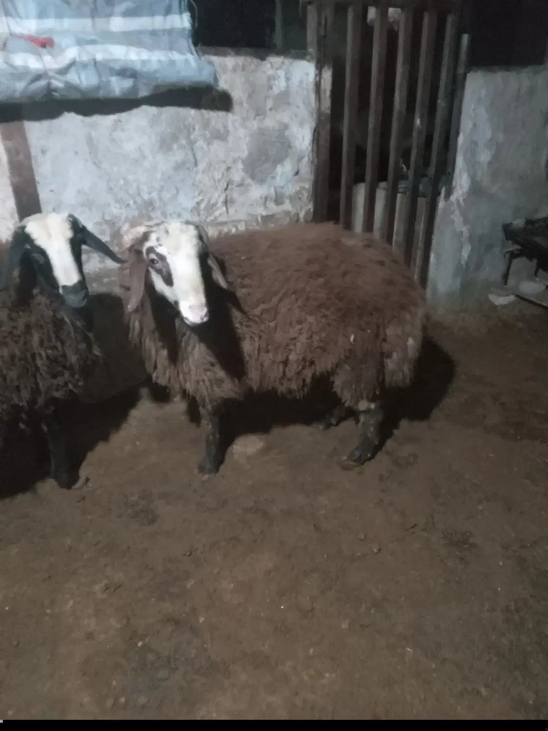 بره نر ارگانیک|حیوانات مزرعه|تنکمان, |دیوار