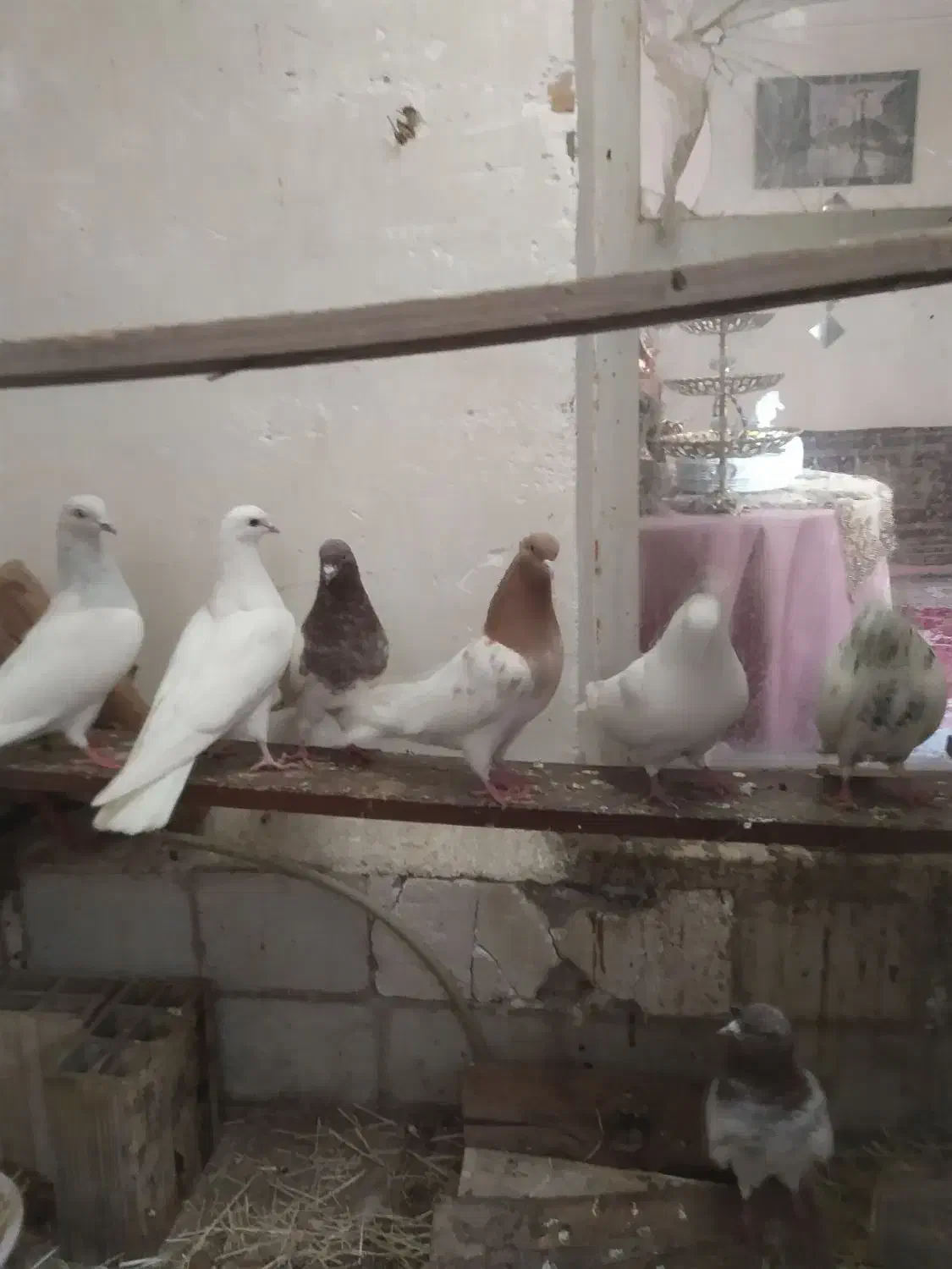 کبوتر|پرنده|تبریز, |دیوار