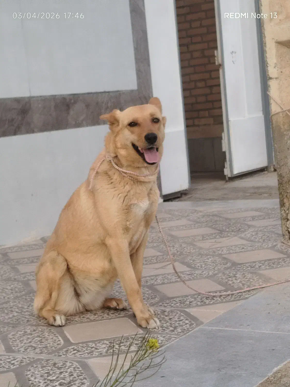 سگ ژ|سگ|شهرضا, |دیوار