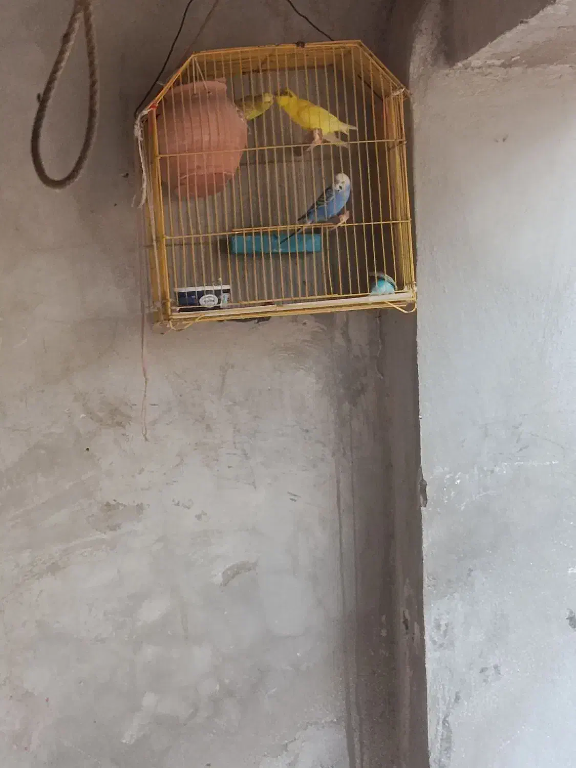 مرغ عشق|پرنده|چابهار, |دیوار