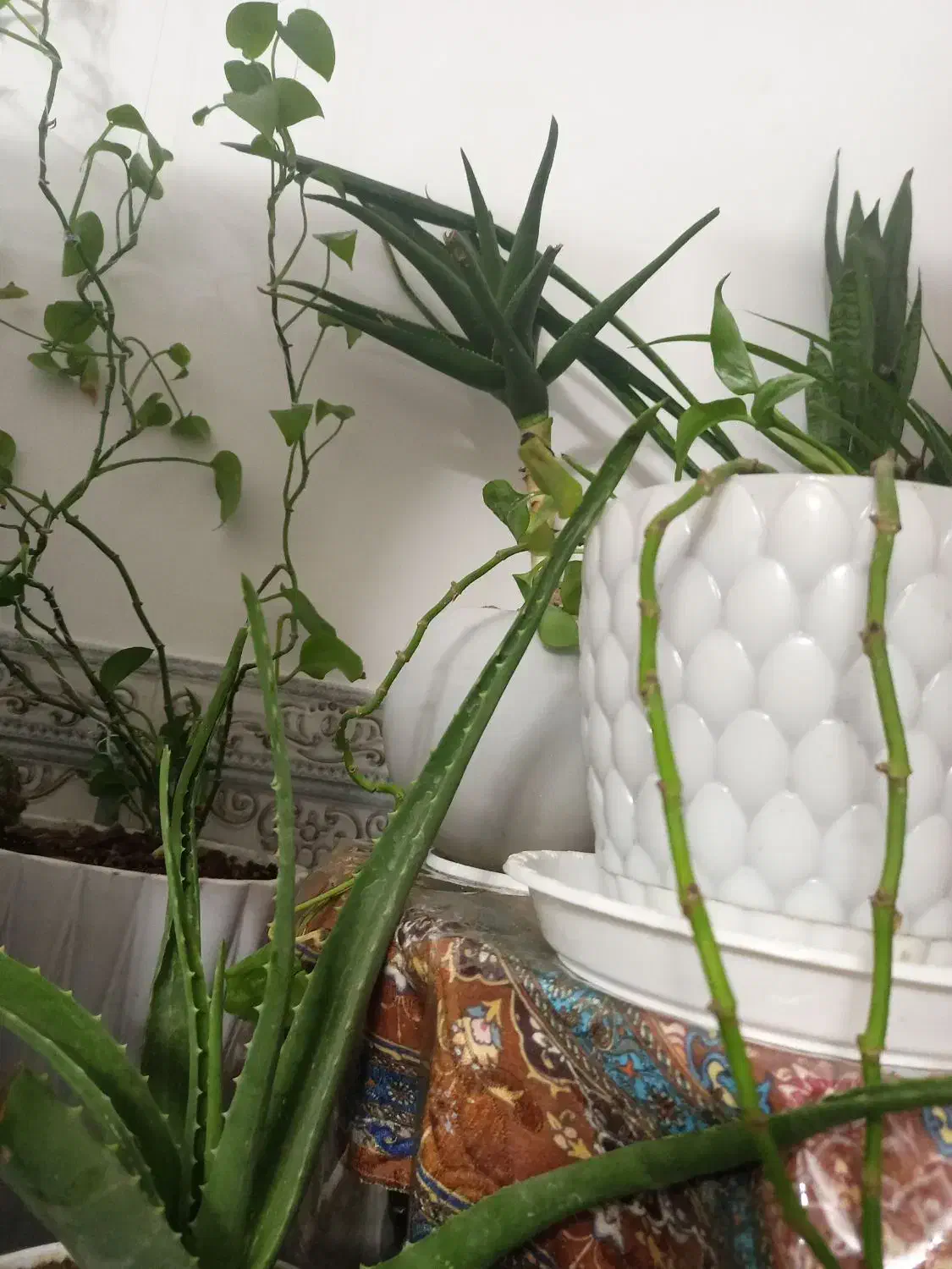 انواع گلدانهای طبیعی|گل و گیاه طبیعی|ورامین, ورامین|دیوار