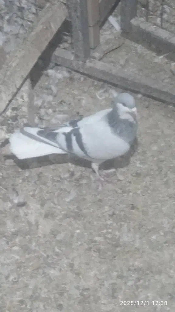 کبوتر چادری .یک جفت مساحتی|پرنده|صفادشت, |دیوار