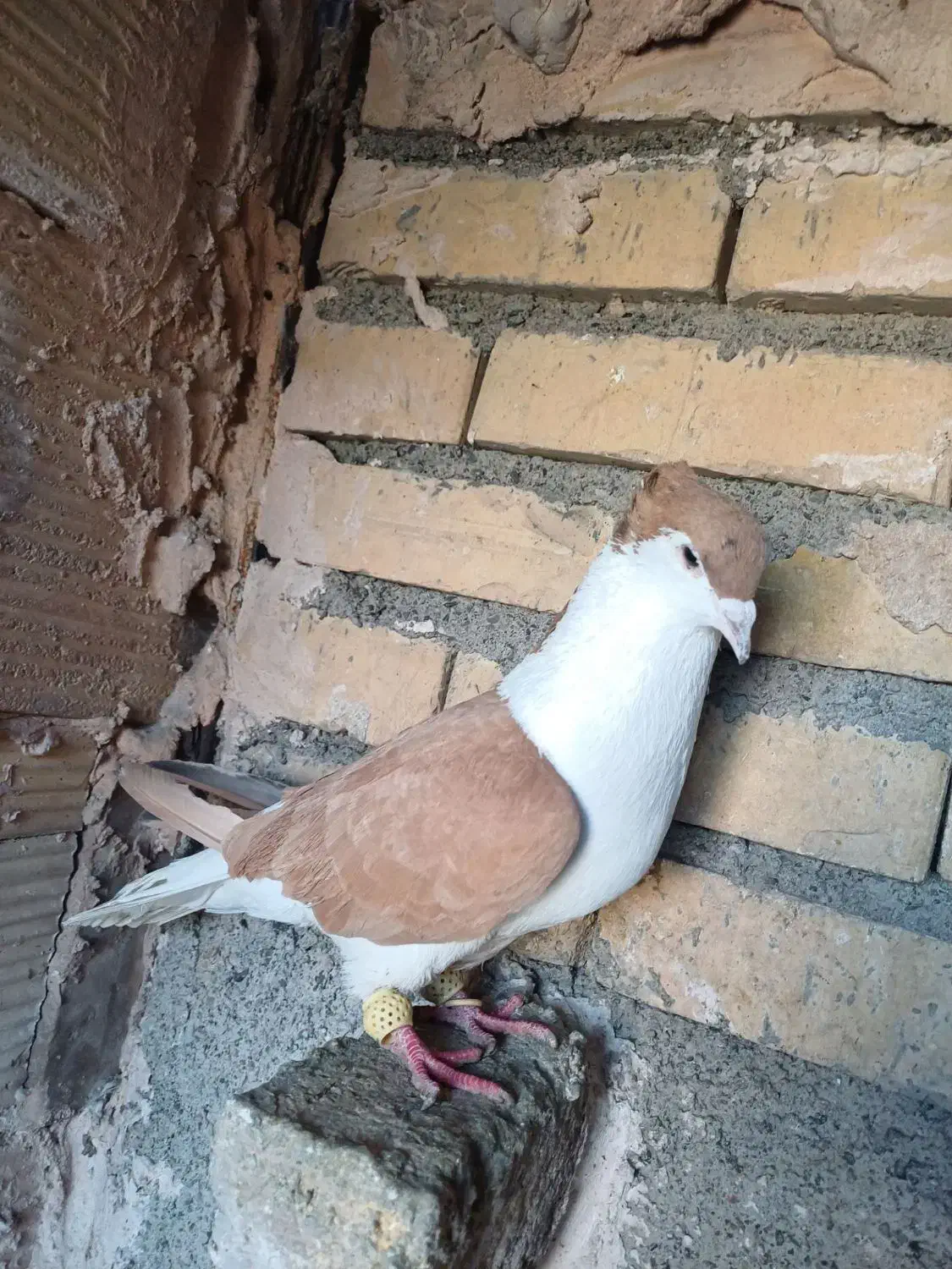 کبوتر|پرنده|مشهد, کلاته برفی|دیوار