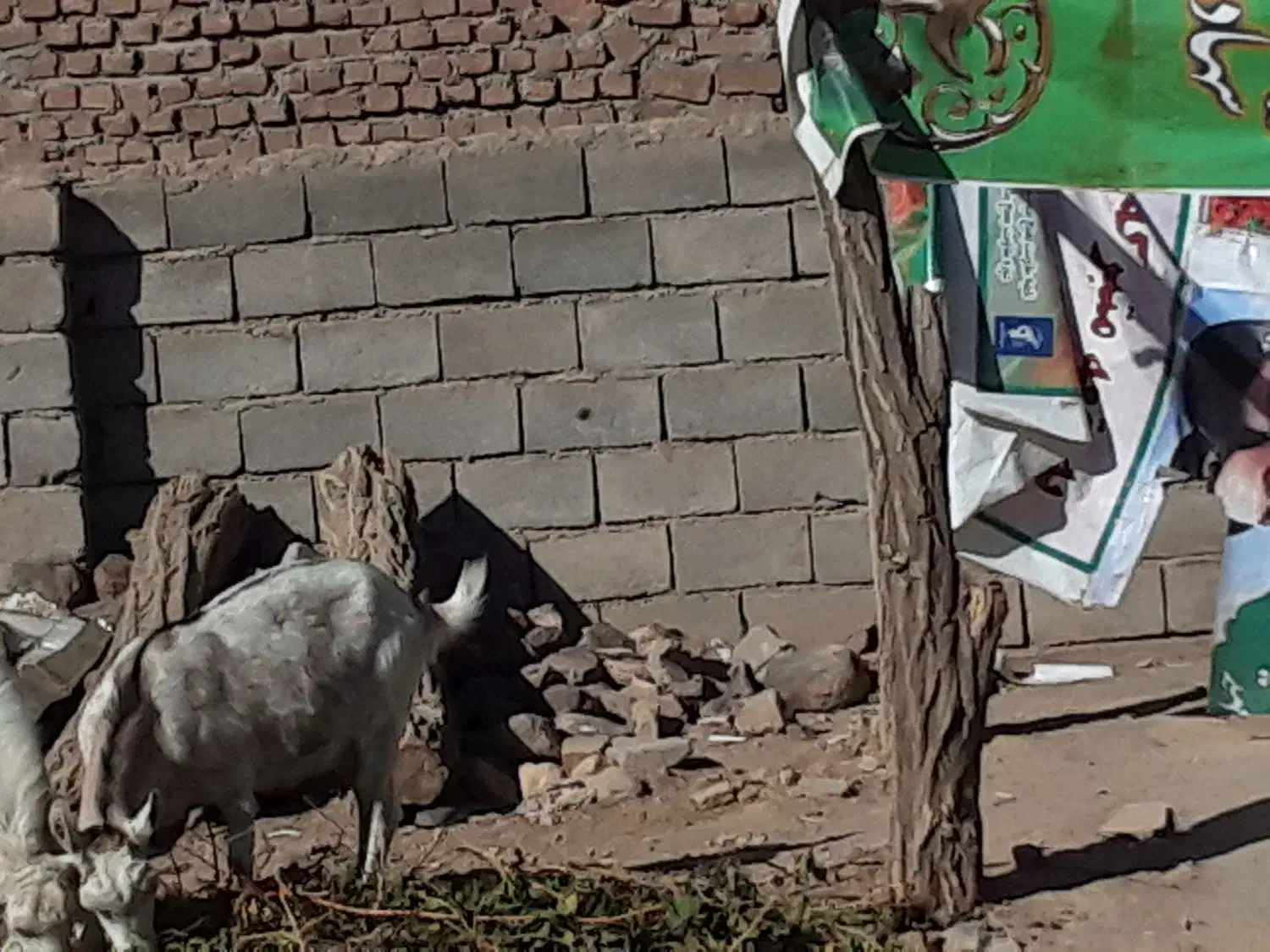 یک عدد بز سانن|حیوانات مزرعه|مود, |دیوار