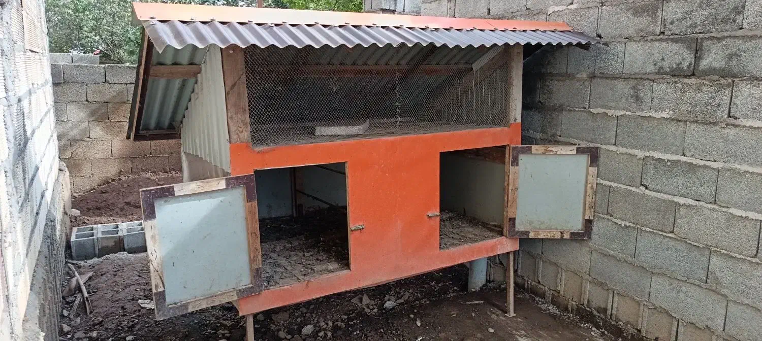 لانه  مرغ خروس|حیوانات مزرعه|ماکلوان, |دیوار